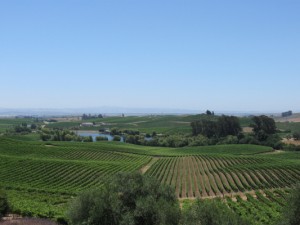 carneros-from-artesa3