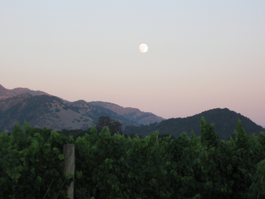 evening-moon-vineyard