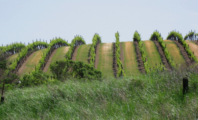 Carneros Easter_1